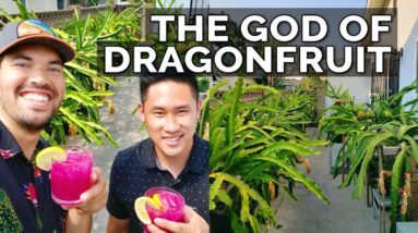 Secret Dragon Fruit Care Tips From a Master Dragon Fruit Grower