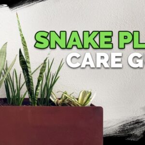 Snake Plant Care: How to Grow The "Mother In Law's Tongue"!