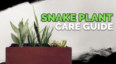 Snake Plant Care: How to Grow The "Mother In Law's Tongue"!