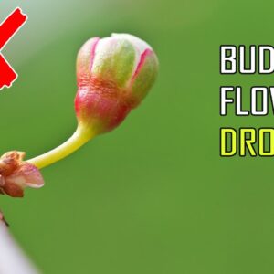 10 REASONS FOR PREMATURE BUD, FLOWER OR FRUIT DROP OFF | BLOSSOM DROP (BUD BLAST)