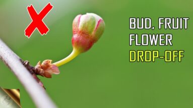 10 REASONS FOR PREMATURE BUD, FLOWER OR FRUIT DROP OFF | BLOSSOM DROP (BUD BLAST)
