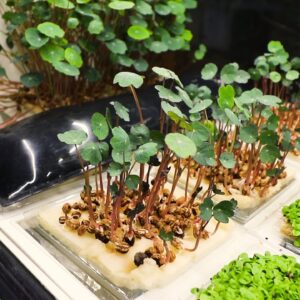 Starting a Microgreen Farm in the Middle of a Bustling City