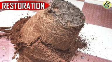 RESTORATION OF OLD GARDEN SOIL IN 5 EASY STEPS | RESTORE USED POTTING SOIL