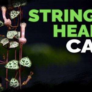 String of Hearts Care: Successfully Grow Ceropegia Woodii