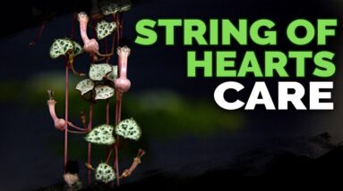 String of Hearts Care: Successfully Grow Ceropegia Woodii