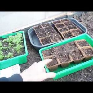 Suburban Gardening Update