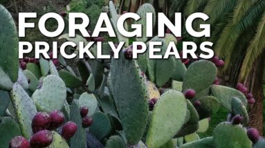 Survival Foraging for Prickly Pear Fruits!