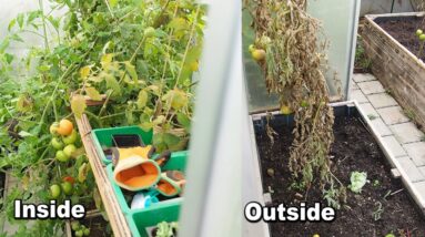 This is why you want to have a greenhouse