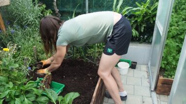 Urban Gardening in June 2019