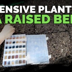 How to Maximize Space in a Raised Bed (High-Density Planting) 🌱
