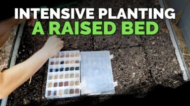How to Maximize Space in a Raised Bed (High-Density Planting) 🌱