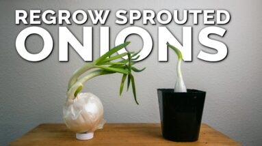 Weird Way to Regrow Onions For Better Results!