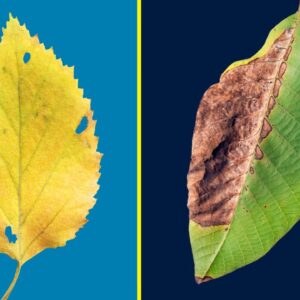 TOP 10 REASONS FOR LEAF YELLOWING AND LEAF BURNING / BROWNING WITH TREATMENT 🍂🍂