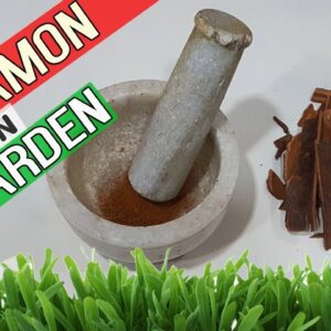 CINNAMON IN GARDEN: 7 Hacks and Benefits  | Uses of Powdered Cinnamon Or Willow Bark Rooting Hormone