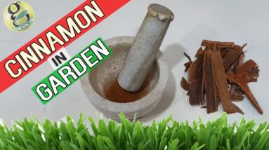 CINNAMON IN GARDEN: 7 Hacks and Benefits  | Uses of Powdered Cinnamon Or Willow Bark Rooting Hormone
