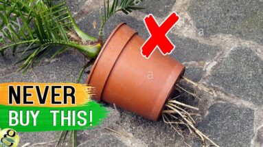 Beware Before Buying a Plant From Nursery or Store: 10 Tips / Mistakes to Avoid