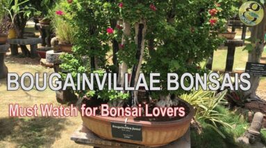 Beautiful Bougainvillae Bonsai Species Collection at Bonsai Garden India Mysore