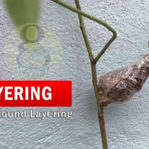 What is Air Layering - Do it at Home |  Air Layering Rose plant | Air layering methods in English