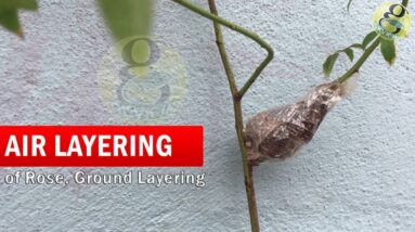 What is Air Layering - Do it at Home |  Air Layering Rose plant | Air layering methods in English