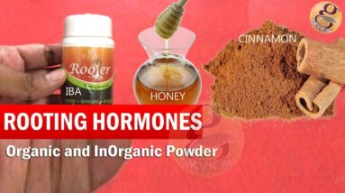 What is Rooting Hormone for plants | Organic Rooting Hormones and Synthetic Indole Butyric Acid