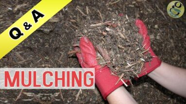 What is MULCHING in Gardening or What Materials I can use and What Thickness for Mulching