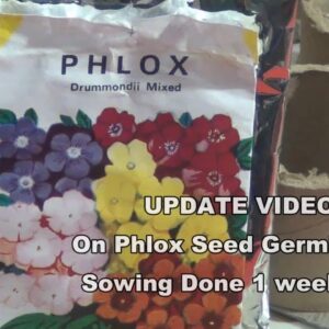 Phlox Seed Germination Update - Part 2 | After 1 week | How to Grow Phlox Flower Plant