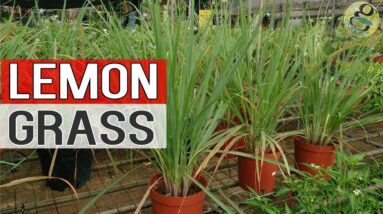 LEMON GRASS PLANT Grow, Care, Repot and Benefits - Health, Herbal, Medicinal Natural Remedies