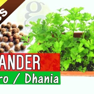 How to grow Coriander from Seeds | Care and Growing Cilantro from Seeds (Dhania)