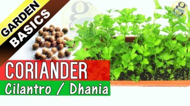 How to grow Coriander from Seeds | Care and Growing Cilantro from Seeds (Dhania)