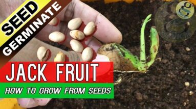 How To Grow Jackfruit Tree From Seed | Jack Fruit Seed Germination with Result