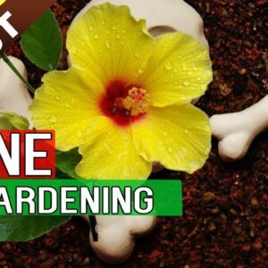 5 TIPS TO INCREASE FLOWERING in Plants – Bloom Booster Hacks | Bone meal Fertilizer