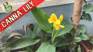 CANNA LILY Plant Care | How to Grow and Care Cannas | Propagation of Canna Lily