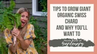 Tips on Growing Giant Organic Swiss Chard and Why You'll Want to Plant This