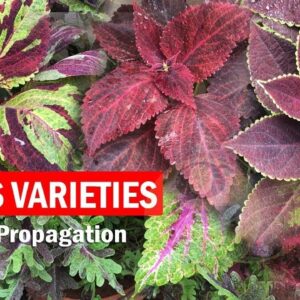 How to grow Coleus Plant Care and How to Propagate from Cuttings | Coleus cuttings - English