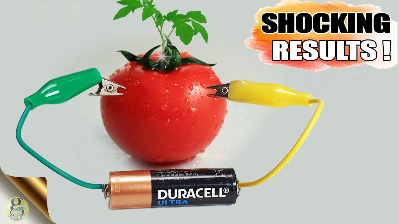 Effect Of Electricity On Plant Growth | DIY Gardening Experiment On