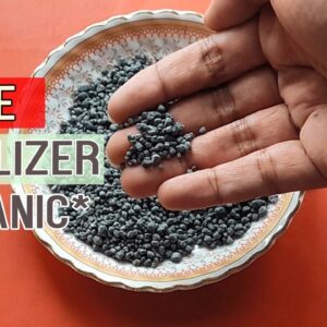 ZYME FERTILIZER For Plants | Alternative to NPK DAP - Bio Fertilzier | How to USE Zyme Granules