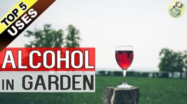 Alcohol for plants and garden | Top 5 Uses of Alcohol on Plants | Beer and Wine Hacks