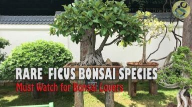 Rare Ficus bonsai Tree Species | Fig Banyan Bonsai Varieties - Bonsai Garden Museum India Mysore