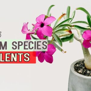 Adenium Species Caudiform Succulents Atlas | Summer Succulent Plants Identification with Pictures