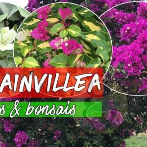 BOUGAINVILLEA SPECIES - Varieties and Types | Bougainvillea Bonsai Collection | Paperflower Trees