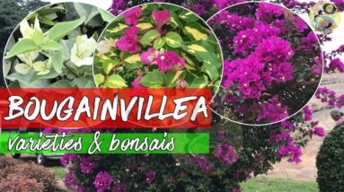 BOUGAINVILLEA SPECIES - Varieties and Types | Bougainvillea Bonsai Collection | Paperflower Trees