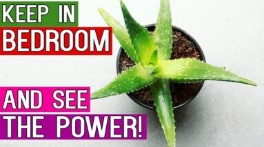 10 Best Indoor Plants That Produce Oxygen 24/7 – Ideal Bedroom Plants