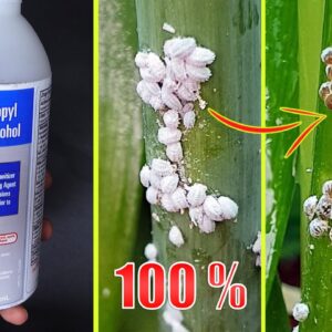 10 EASY WAYS TO TREAT MEALYBUGS AND APHIDS ON PLANTS