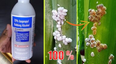 10 EASY WAYS TO TREAT MEALYBUGS AND APHIDS ON PLANTS