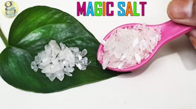 10 Miracles of Magic Salt in Gardening | Increase Flower Size