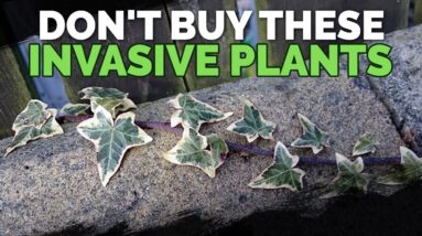 16 Invasive Species Sold at Garden Centers You Should Never Buy