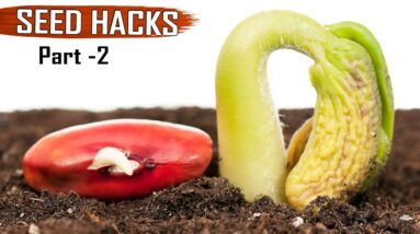 GARDEN TIPS & Hacks: TOP 25 Seeds & Seedlings Gardening Hacks DIY Ideas tricks Compilation - Part 2