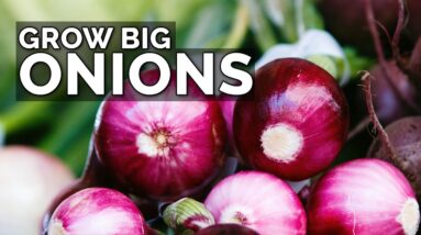 3 Onion Growing Mistakes to Avoid