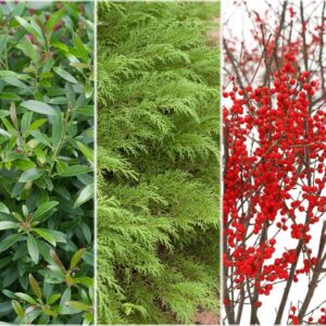 5 Types of Plants for Winter Interest