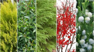 5 Types of Plants for Winter Interest